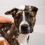 UNITE Hair Doggy&lsquo;Poo Shampoo 473ml